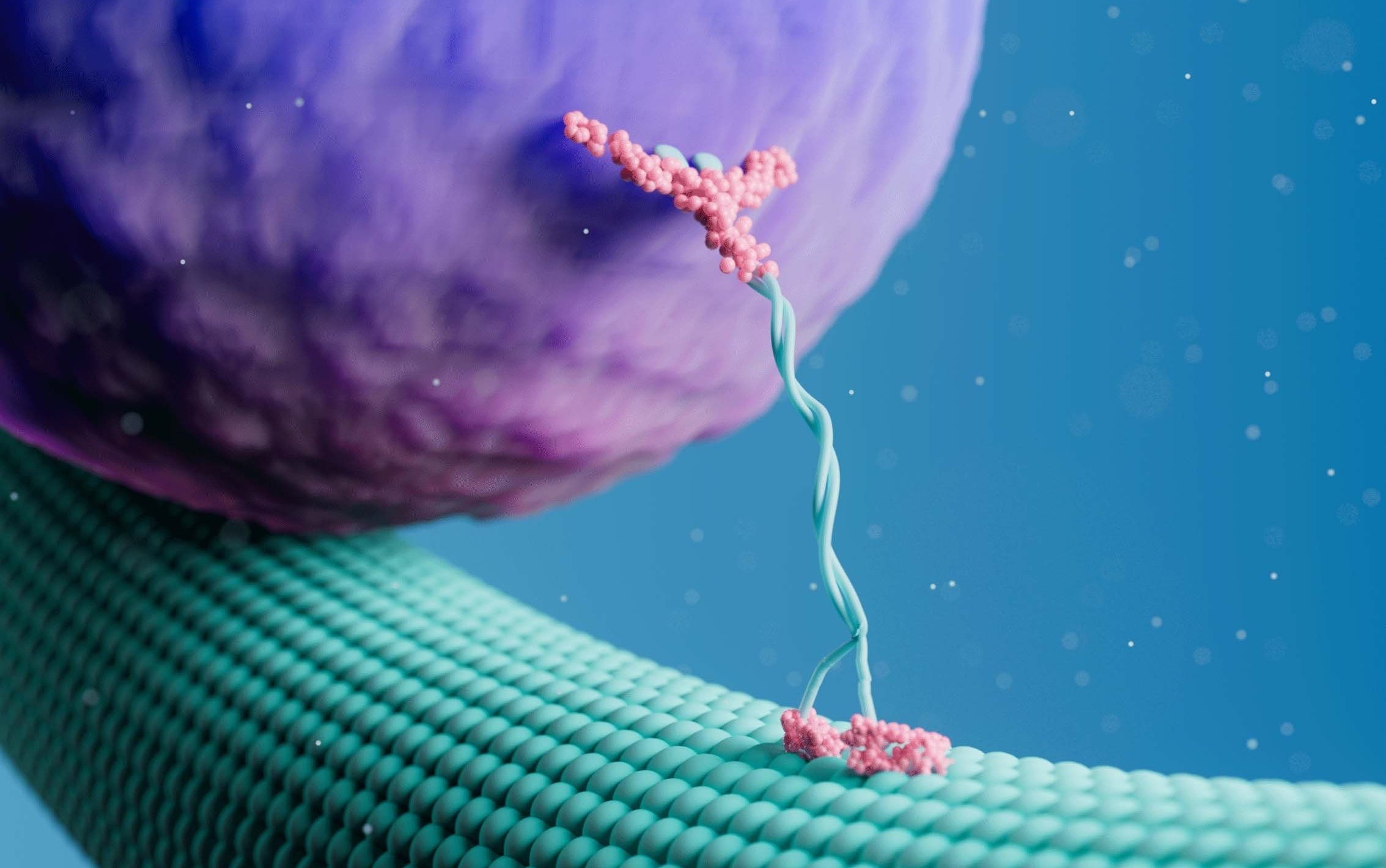 3D animation of Cytoskeleton structure and transport closeup mechanism.jpg